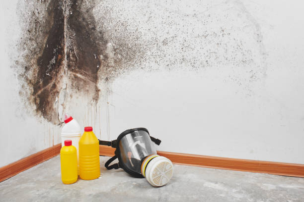 Best Mold Prevention Services  in Dorneyville, PA