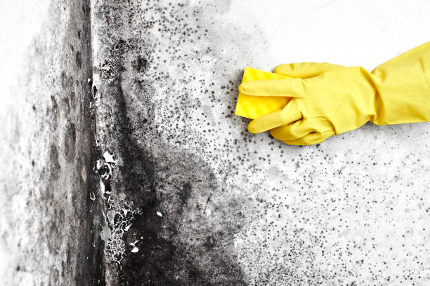 Best Attic Mold Removal  in Dorneyville, PA