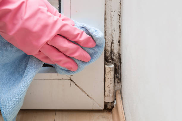 Best Mold Removal for HVAC Installations  in Dorneyville, PA